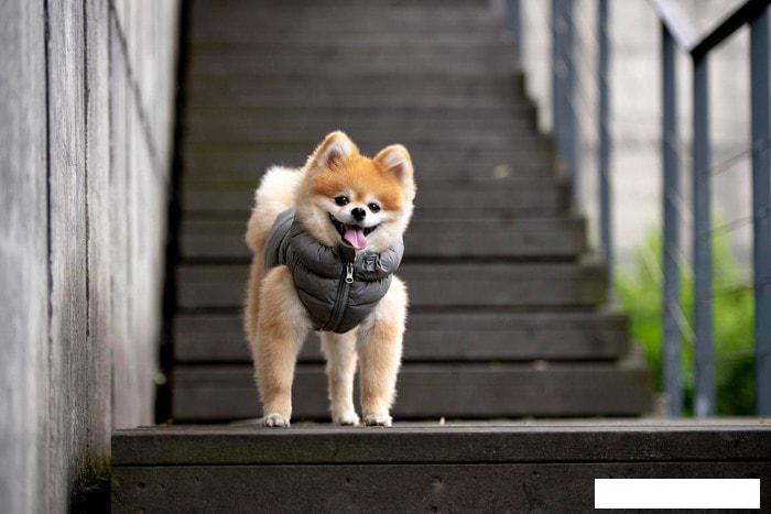 Одежда, обувь, украшения для животных Puppia Vest A PAPD-JM1670-GY-L (серый)