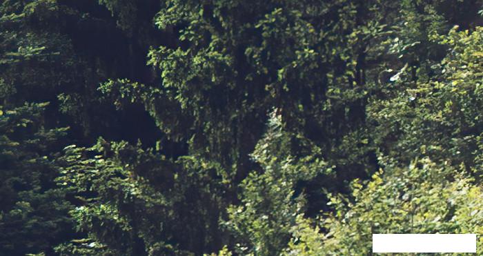 Обои ФабрикаФресок Туманный лес 193280 (300x280)