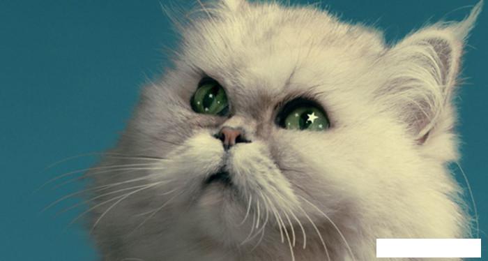 Обои ФабрикаФресок Кот на крыше 473270 (300x270)