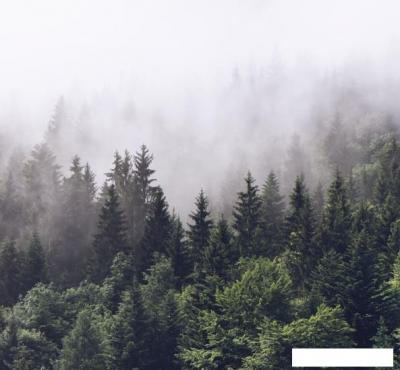 Обои ФабрикаФресок Туманный лес 193280 (300x280)