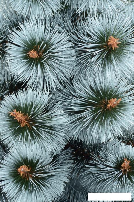 Сосна Erbis Темная с белыми кончиками 1.8 м