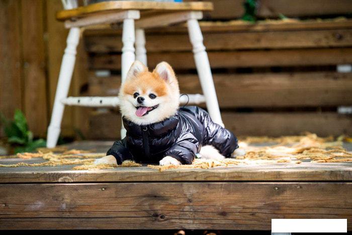 Одежда, обувь, украшения для животных Puppia Jumpesuit B PAPD-JM1673-BK-XL (черный)